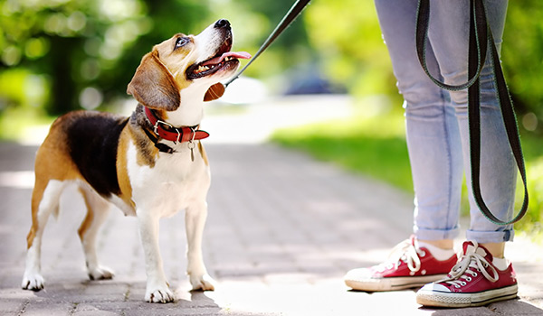 real world dog training real world dog training