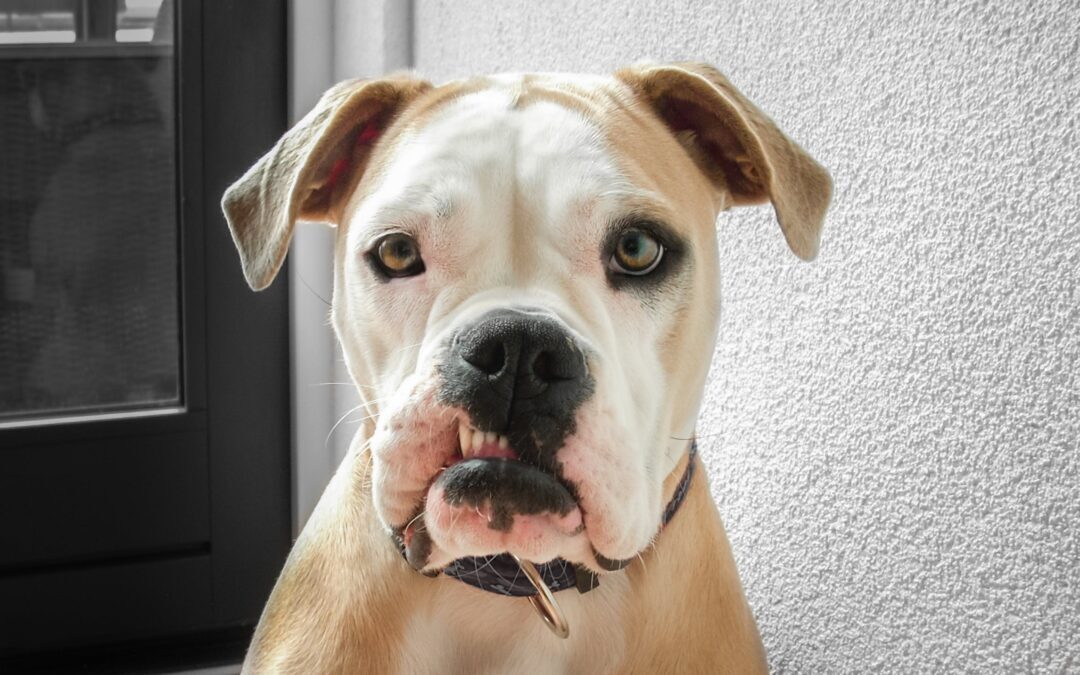 Breed Restrictions Don’t Belong in Dog Training