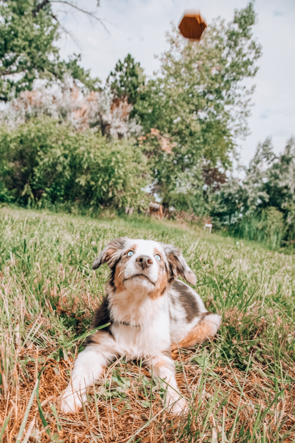 Largo In Home Aggressive Dog Training Aggressive Dog Training