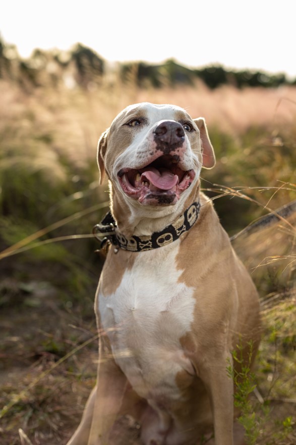 tampa dog training tampa dog training