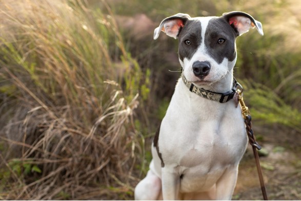 tampa dog training tampa dog training