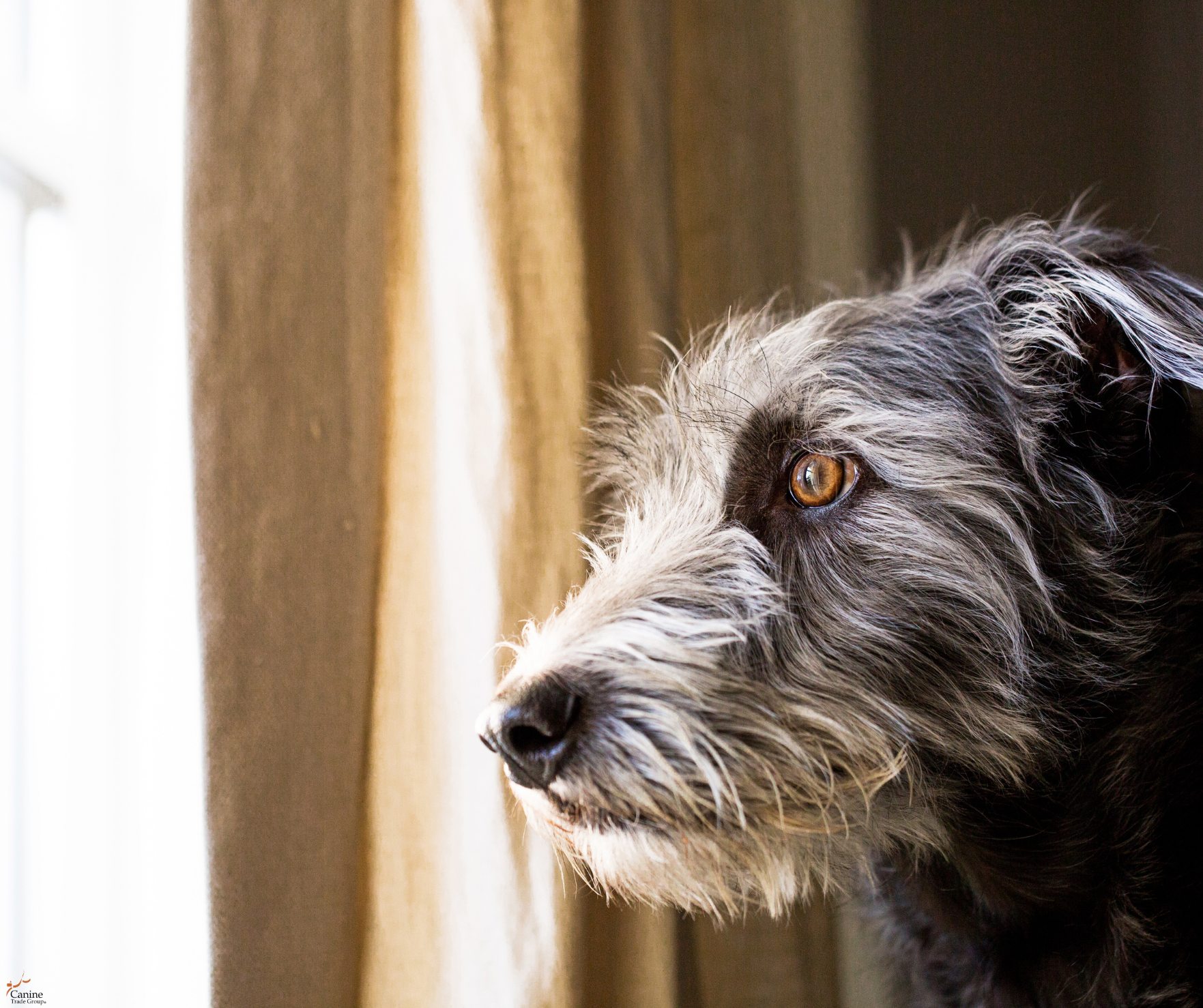 anxiety dog 4