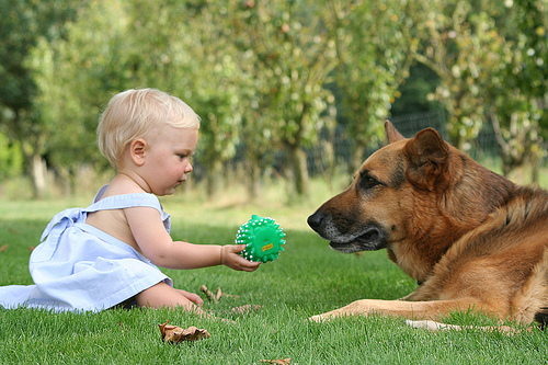 infants and dogs infants and dogs