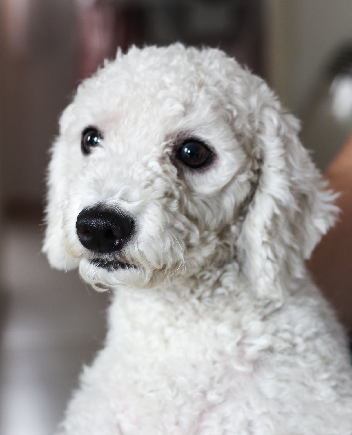 best dog breed for me best dog breed for me